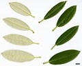 SpeciesSub: subsp. hypoglaucum